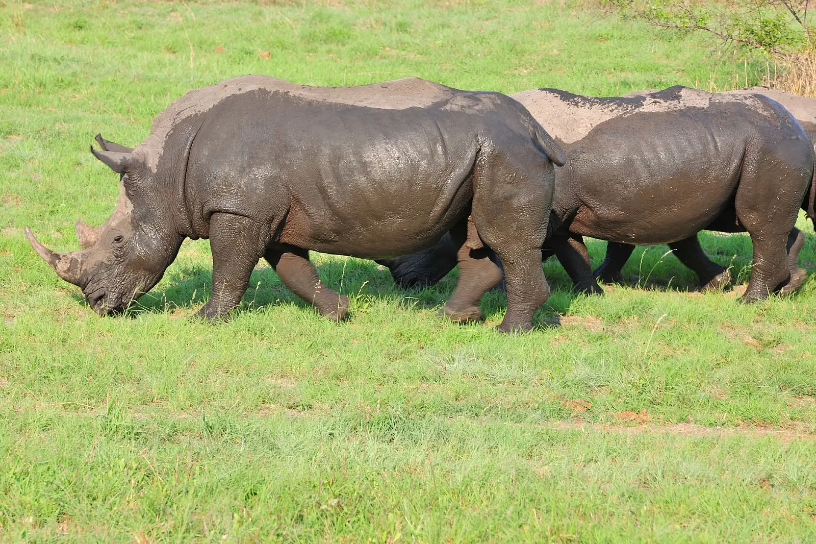 Private 16,500ha reserve near Hluhluwe town — not inside Hluhluwe-iMfolozi Park itself