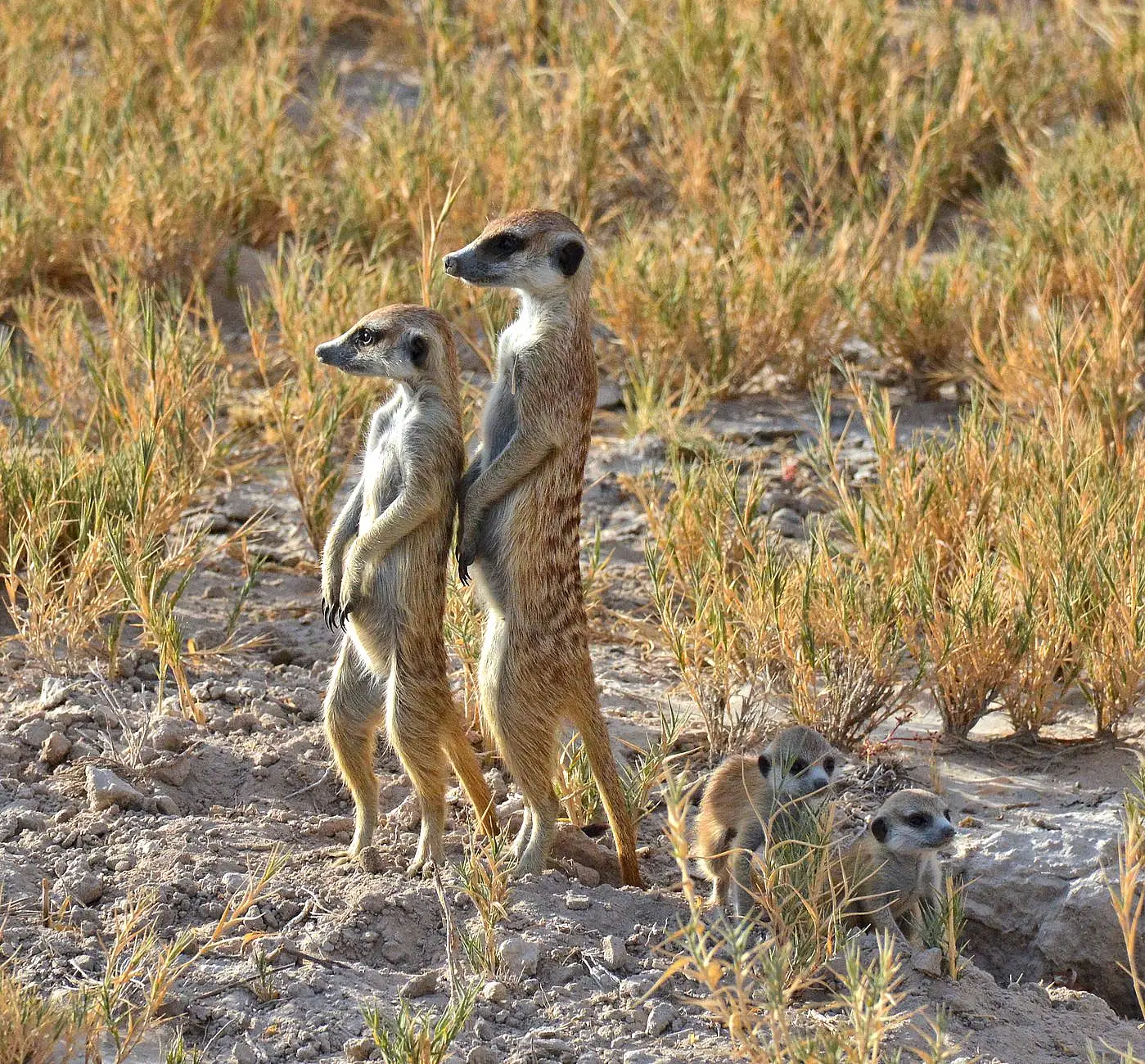 Private 40,000-hectare reserve on the northern boundary of the Central Kalahari Game Reserve
