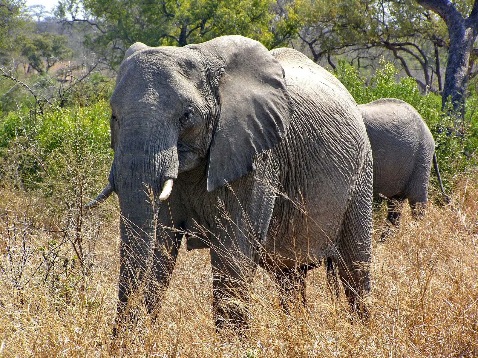 Southwestern Kruger, on the Matjulu Spruit, 12km from Malelane Gate