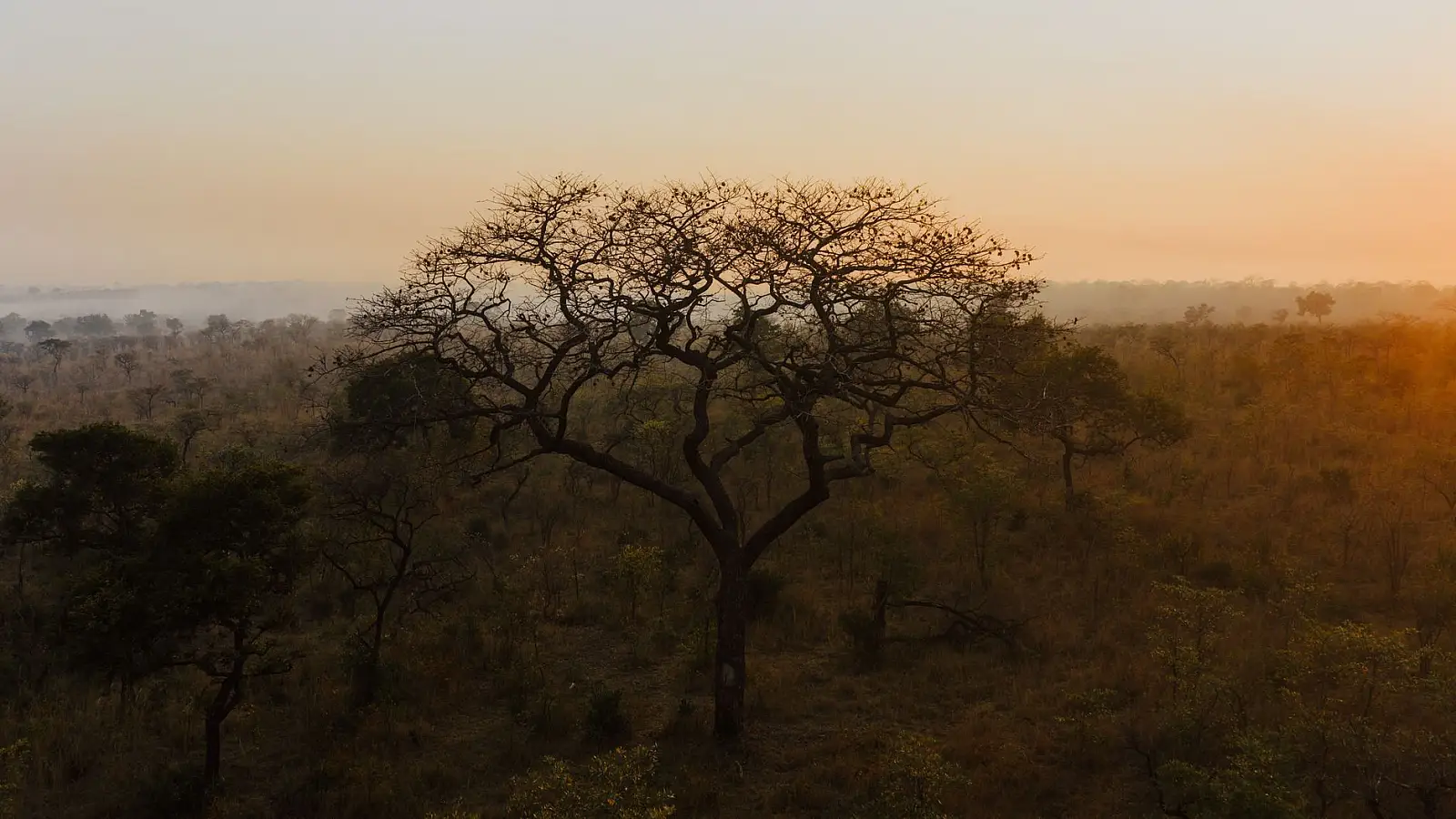 Central Kruger (Nkayeni region), north of Skukuza