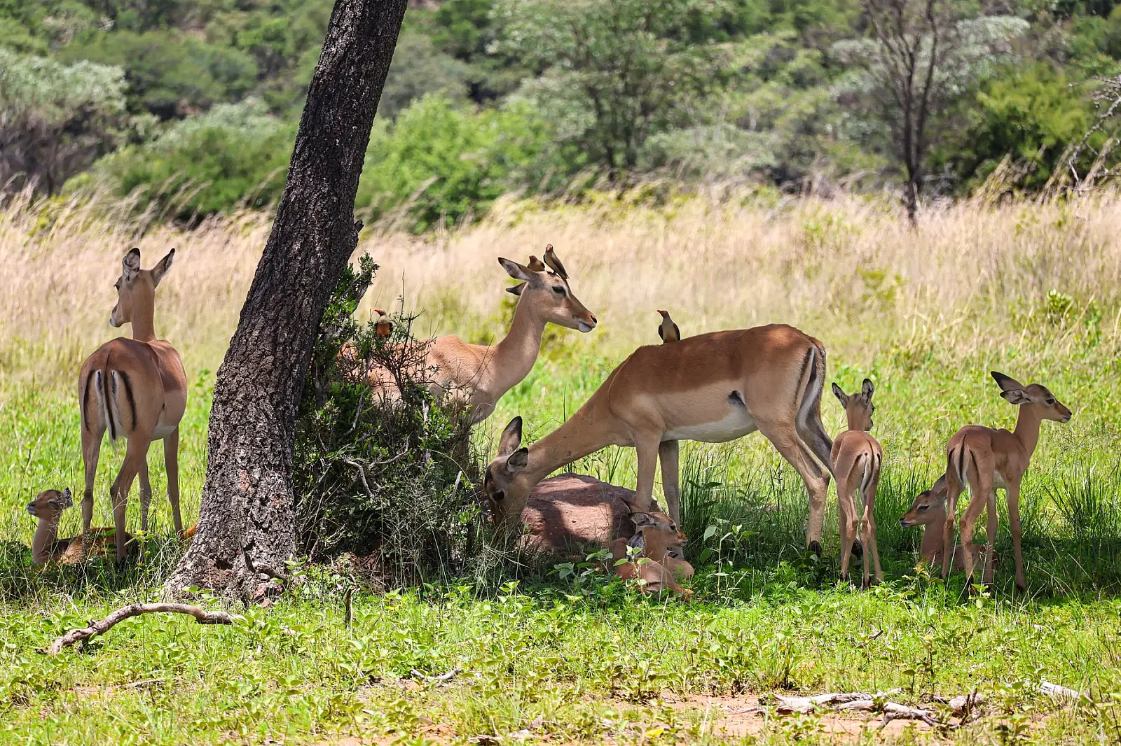 Central Kruger, on high ground overlooking the Olifants River valley