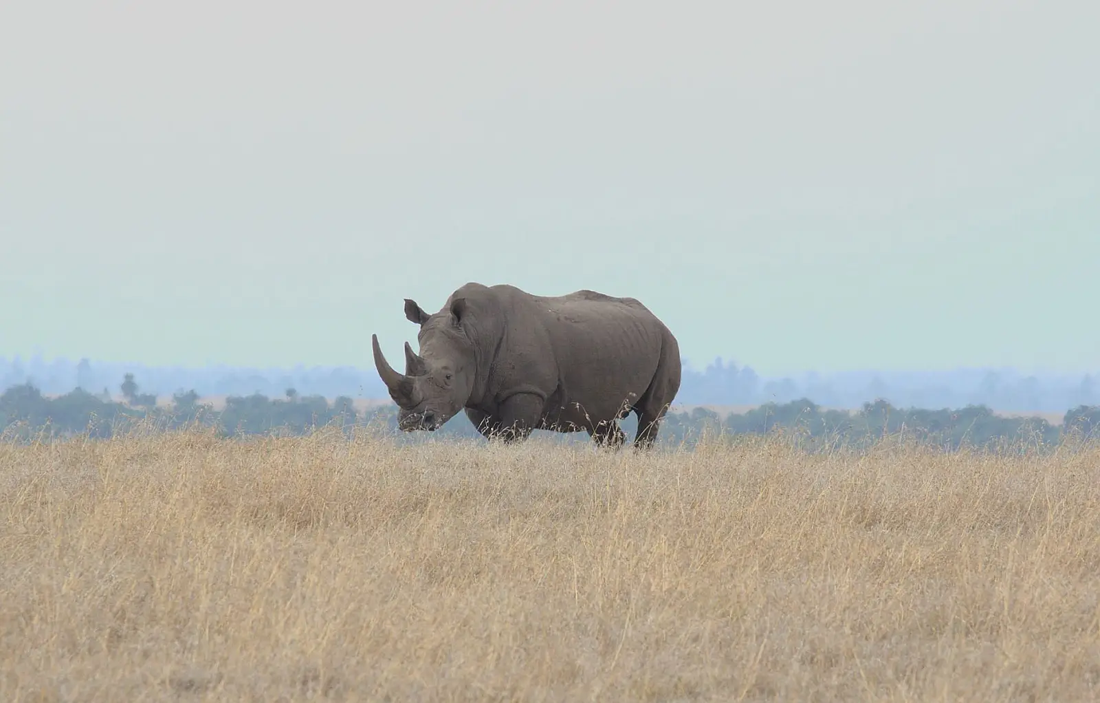 Ol Pejeta Conservancy, Laikipia County