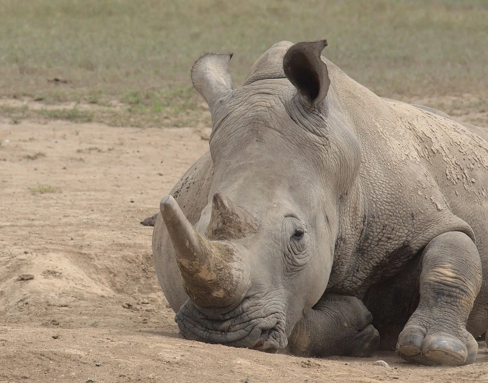 Lewa Wildlife Conservancy, north of Mount Kenya