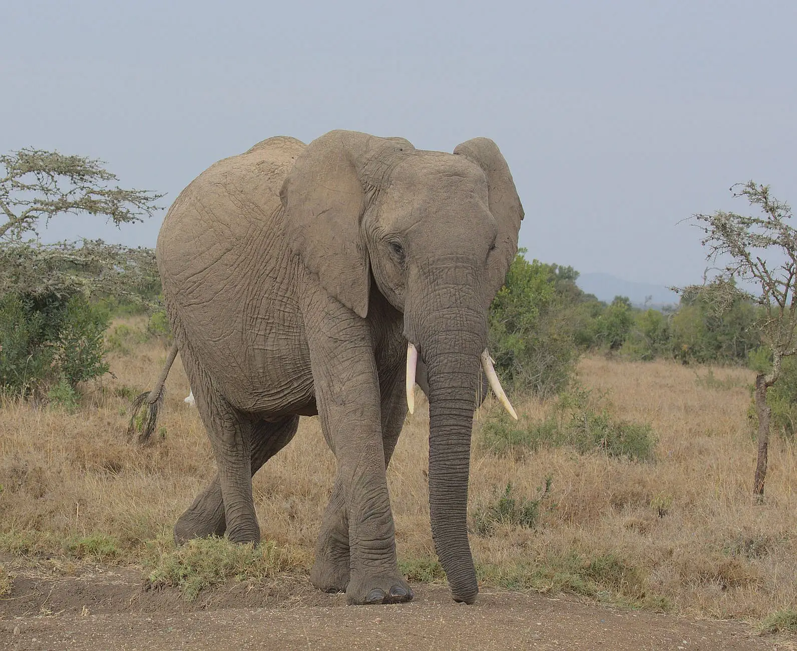 Lewa Wildlife Conservancy, overlooking the Eastern Marania Valley, Isiolo District