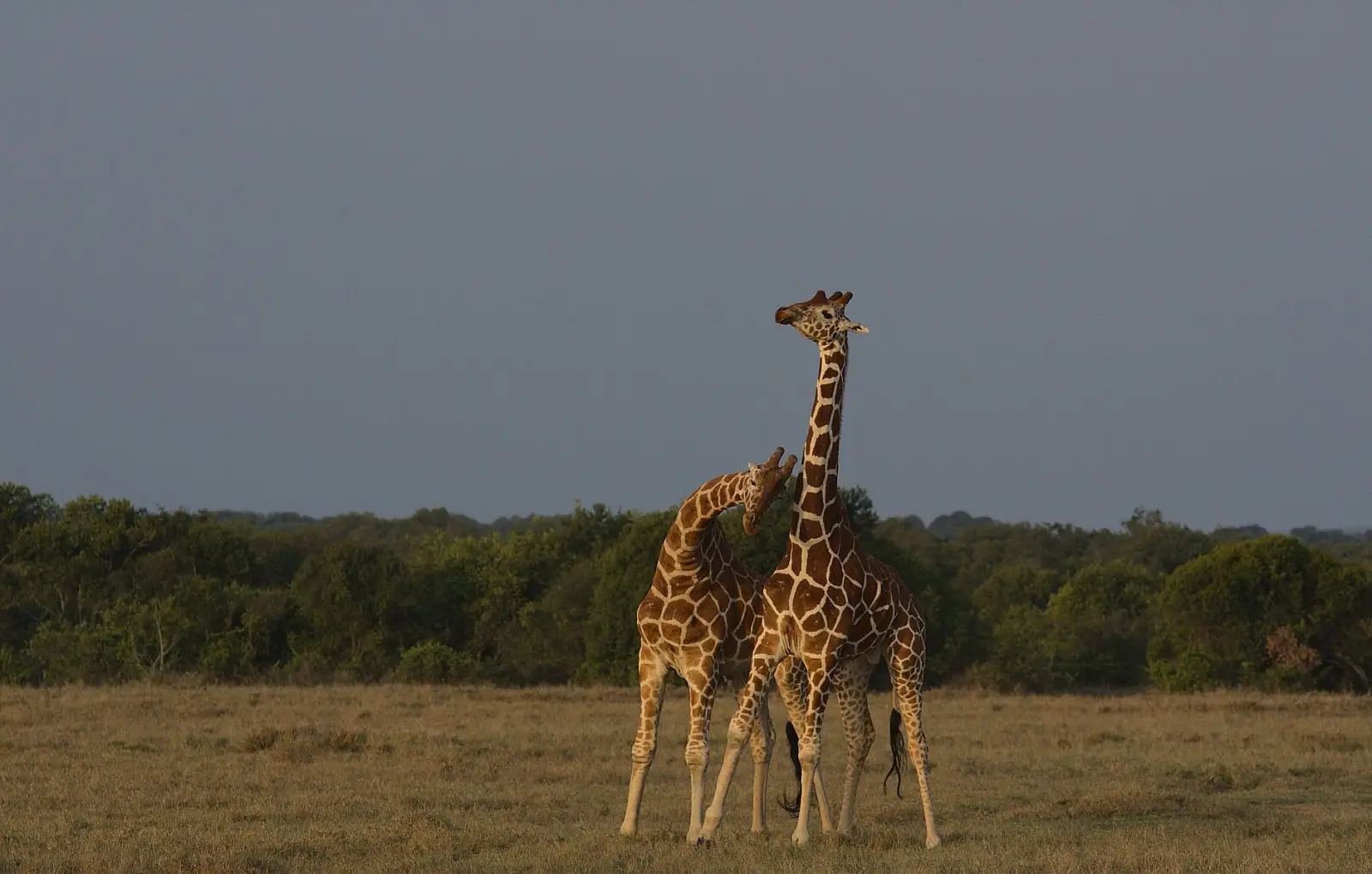 Borana Conservancy, Laikipia County, adjoining Lewa