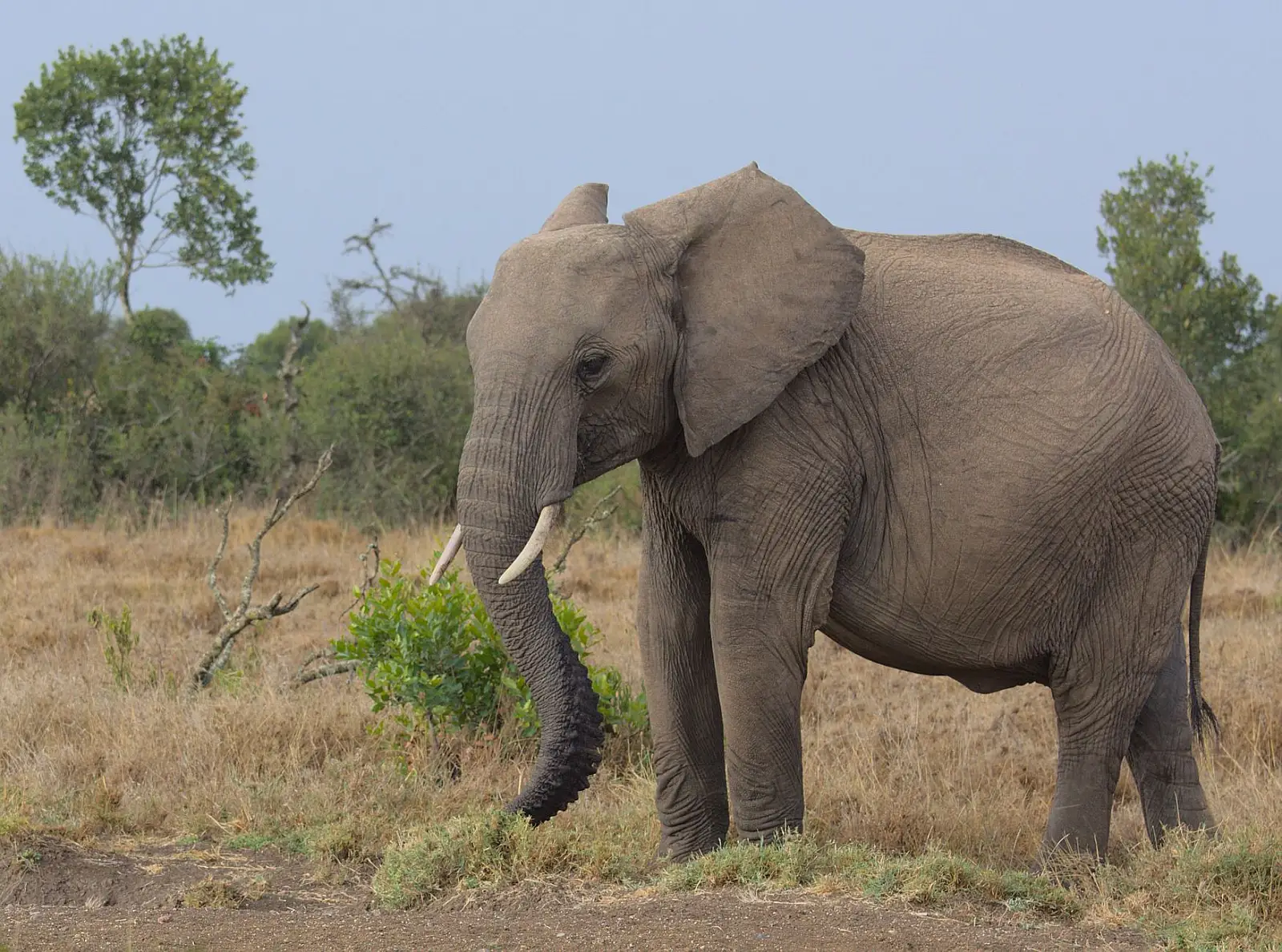 Maasai Mara National Reserve, on the Sand River near the Tanzanian border, Narok County