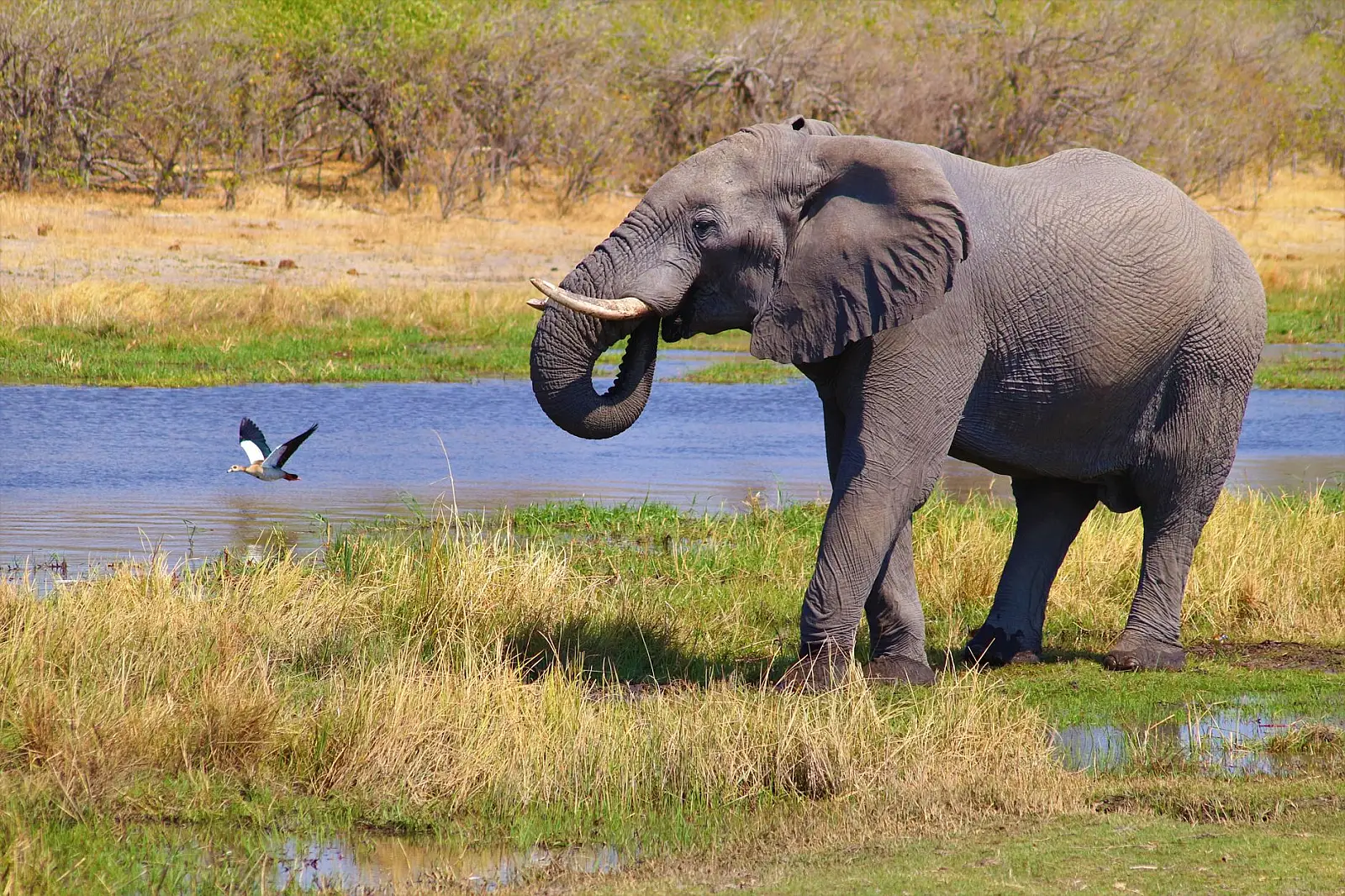 Selinda Reserve, overlooking Zibadianja Lagoon, northern Botswana