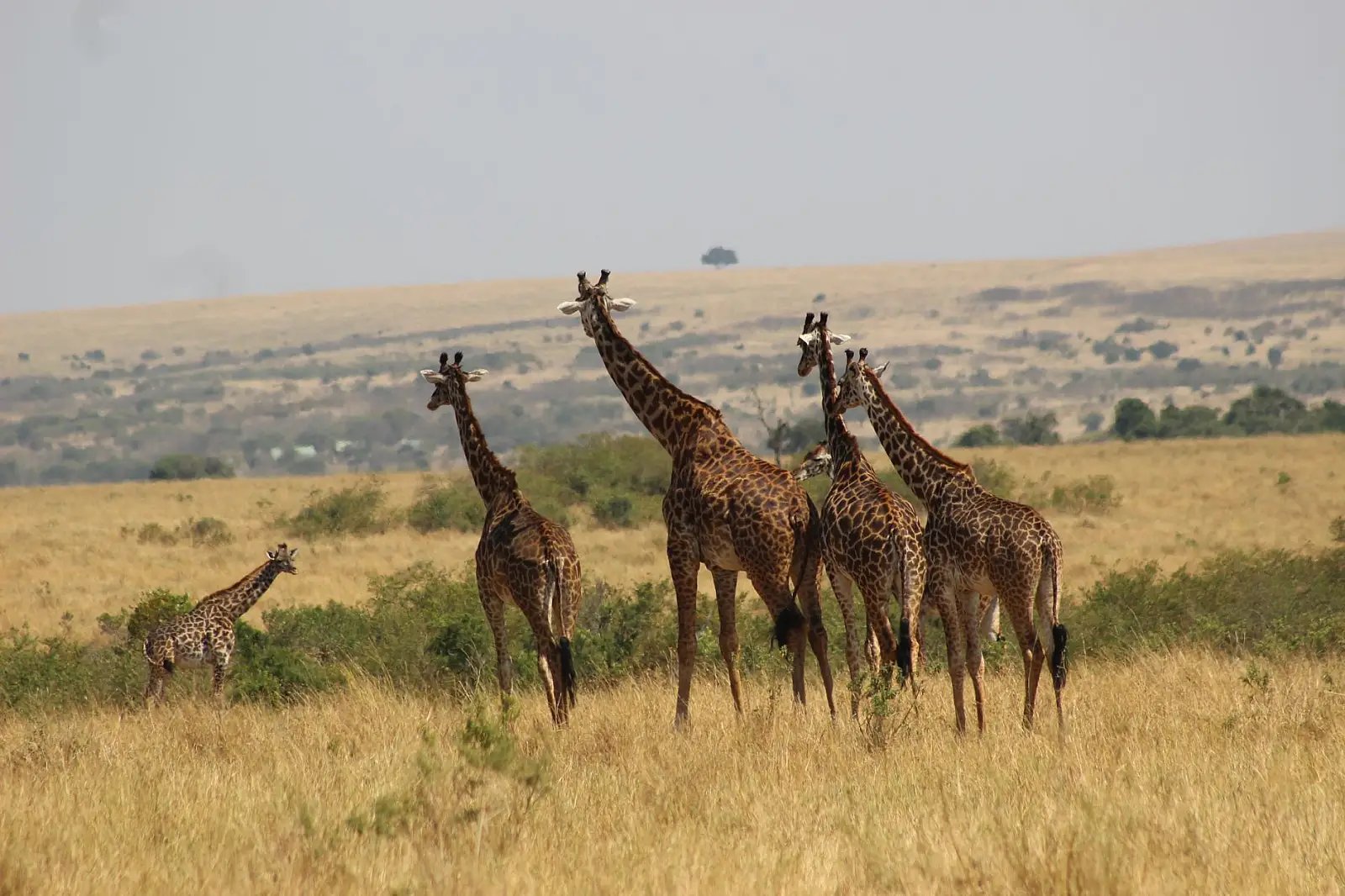 Maasai Mara National Reserve, on the Talek River, Narok County