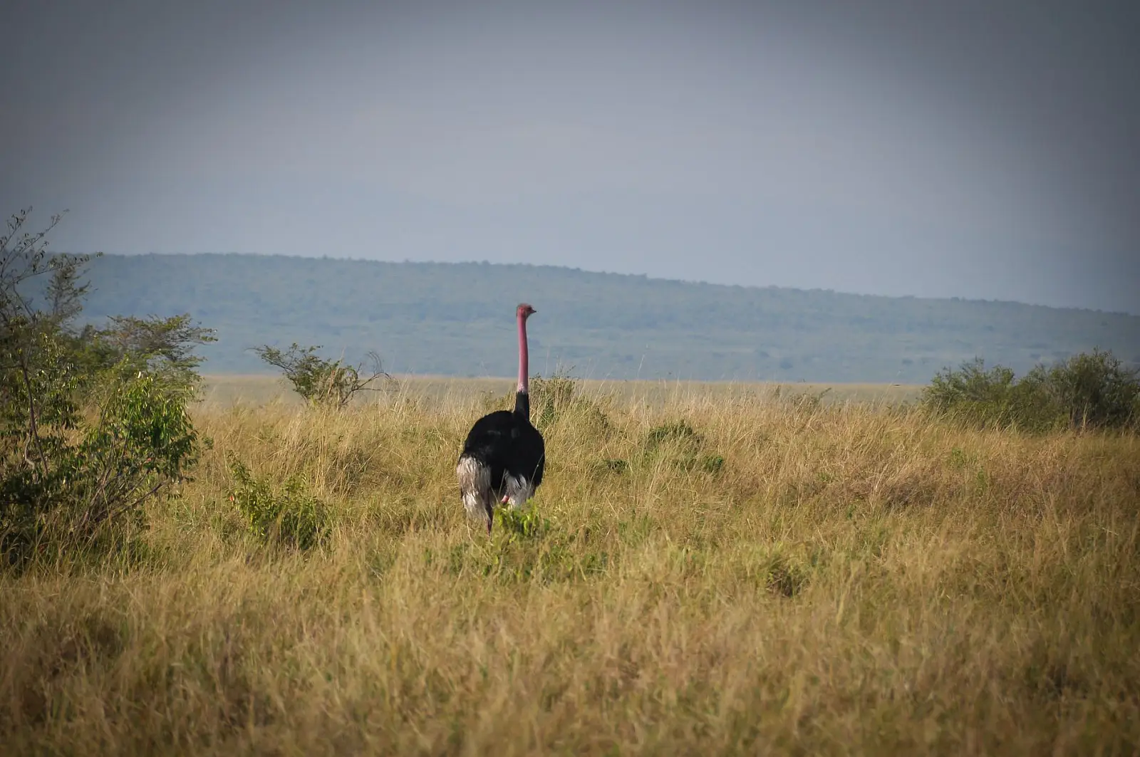 Mara Naboisho Conservancy, Greater Maasai Mara
