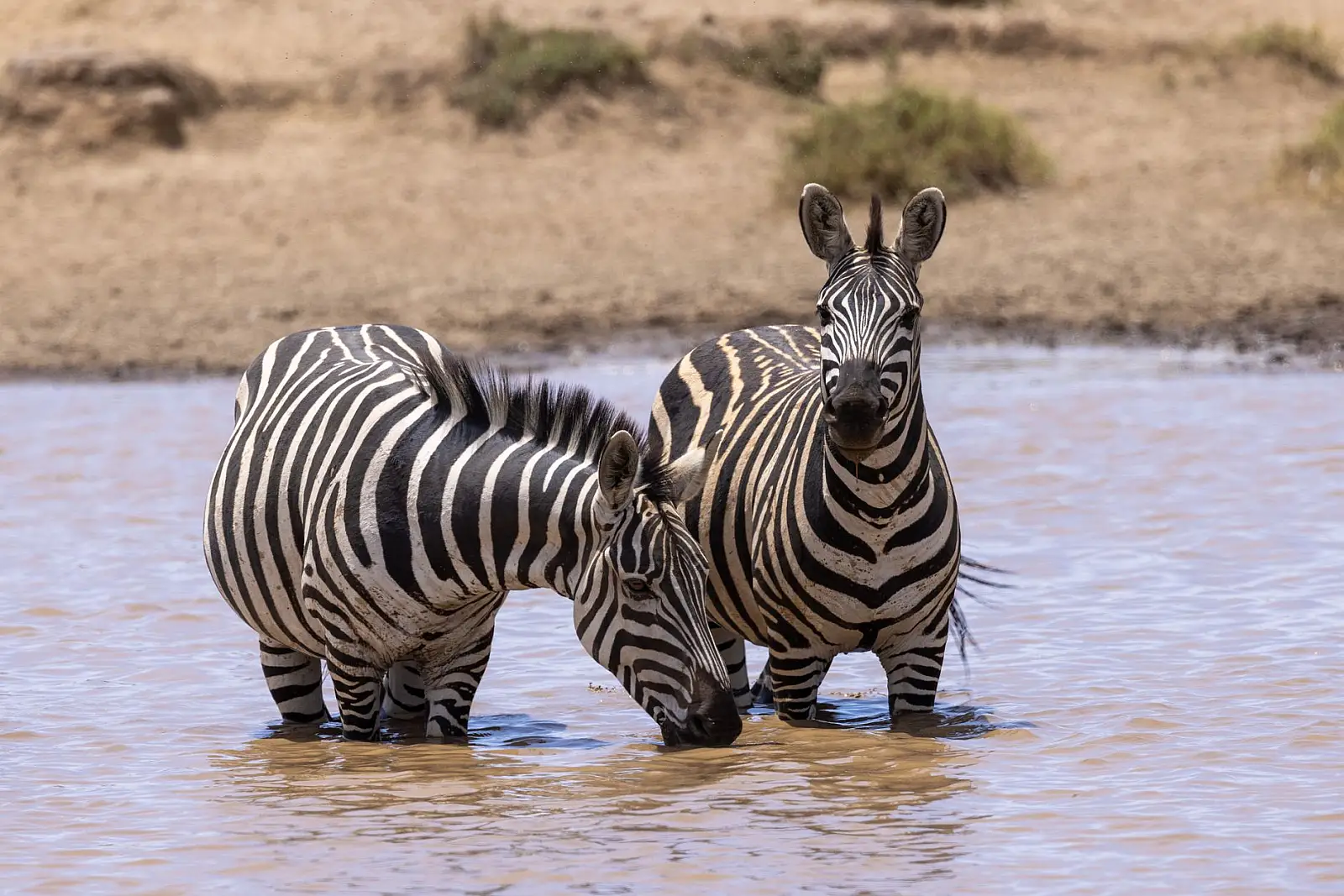 Ol Kinyei Conservancy, Greater Maasai Mara, per the operator; the Mara Naboisho Conservancy site also lists the camp among its member lodges, so the two sources disagree on which conservancy it sits in