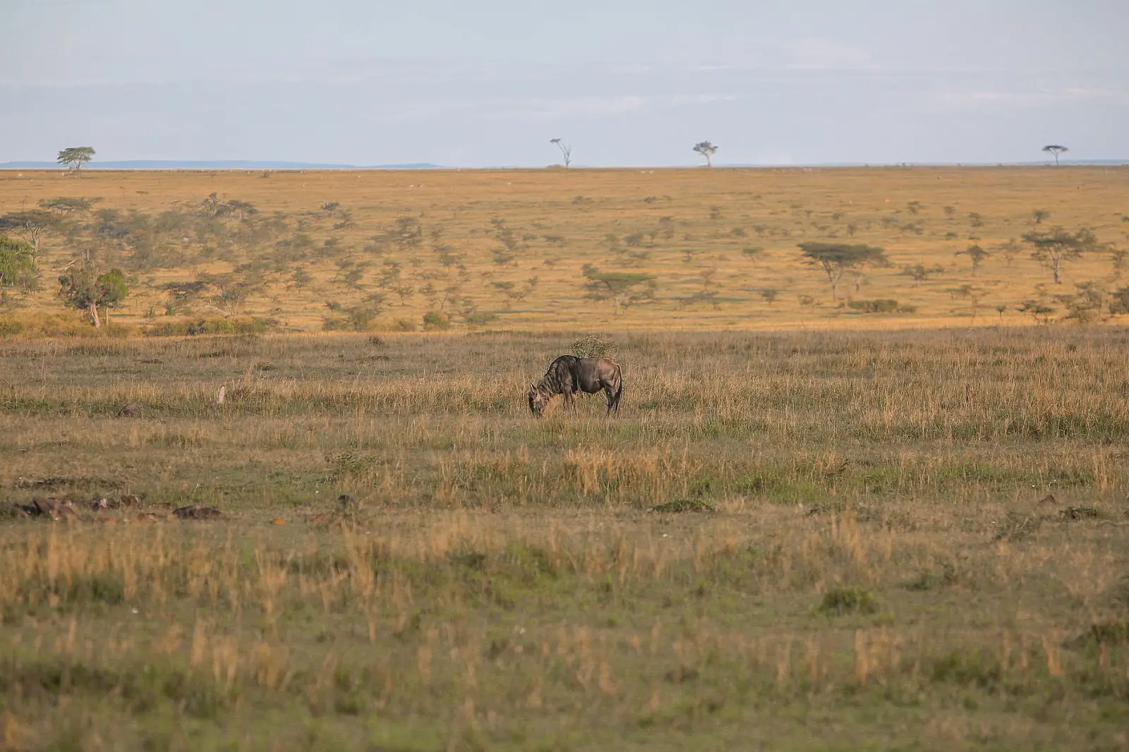 Mara North Conservancy, above the Mara River, Greater Maasai Mara