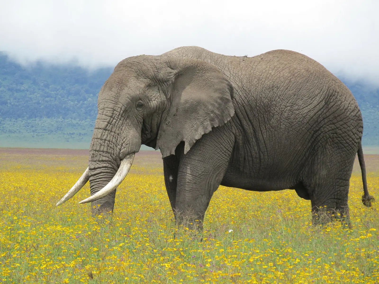 Western rim of Ngorongoro Crater, Ngorongoro Conservation Area