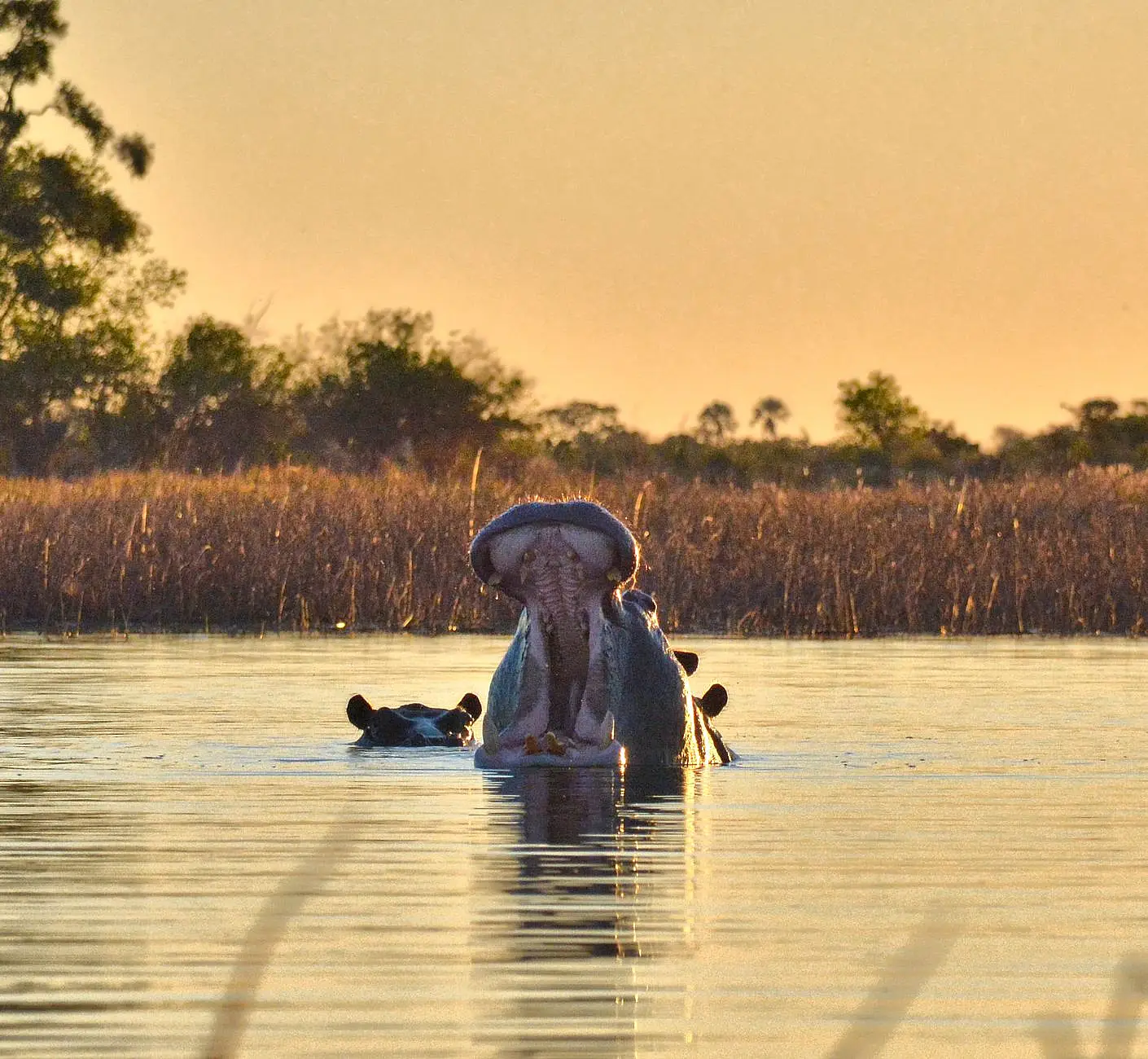 North-eastern Chief's Island, Moremi Game Reserve, Okavango Delta
