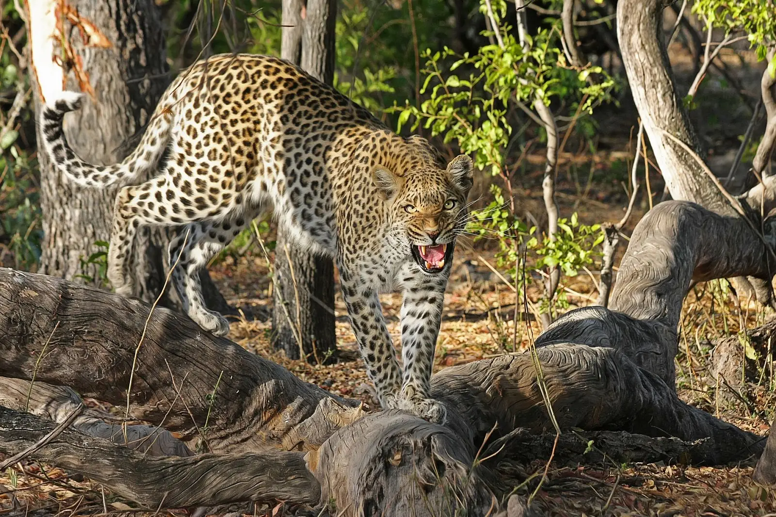 Chitabe concession, south-eastern Okavango Delta, bordering Moremi Game Reserve