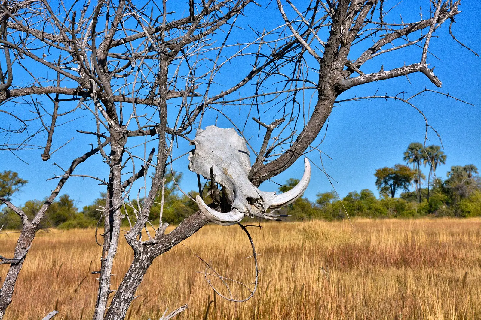 North-eastern Chief's Island, Moremi Game Reserve, Okavango Delta