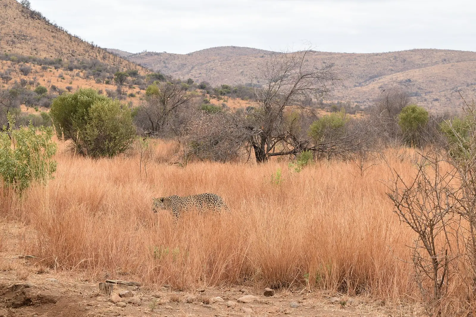 Timbavati/Umbabat Private Nature Reserve, unfenced Greater Kruger bushveld