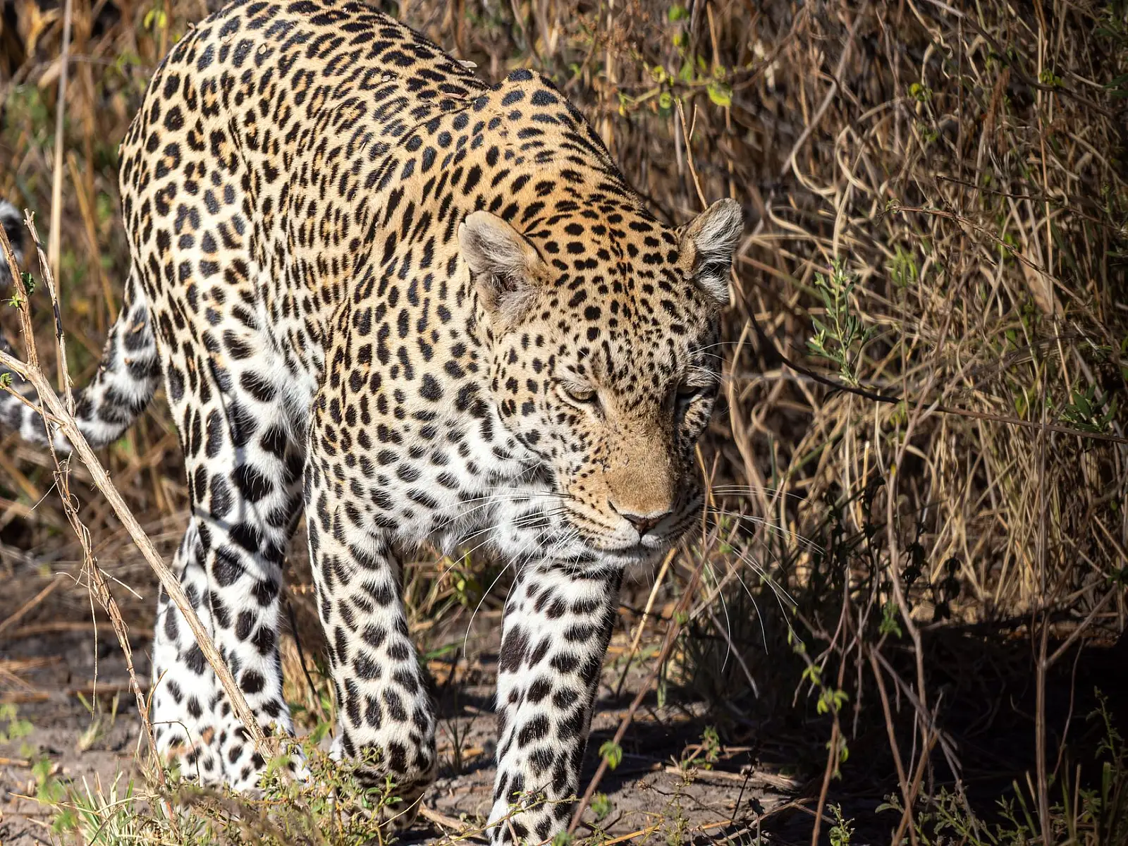 Klaserie Private Nature Reserve, roughly 40 minutes from Hoedspruit airport