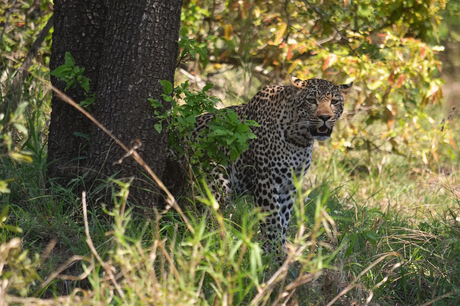 Sabi Sand Game Reserve (65,000ha), southwest corner of Kruger