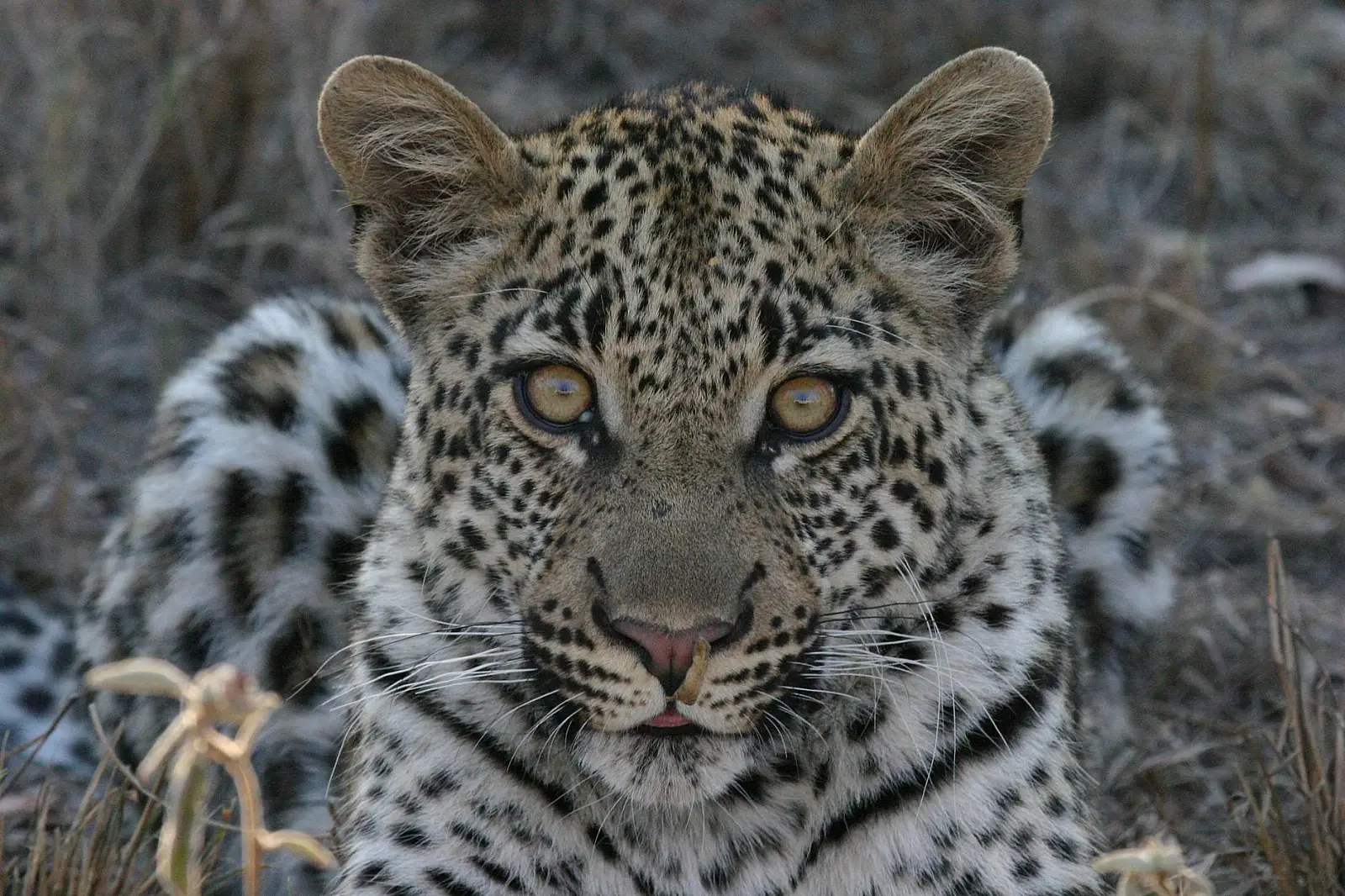 Southwestern Sabi Sand Game Reserve, bordering the Sabie River