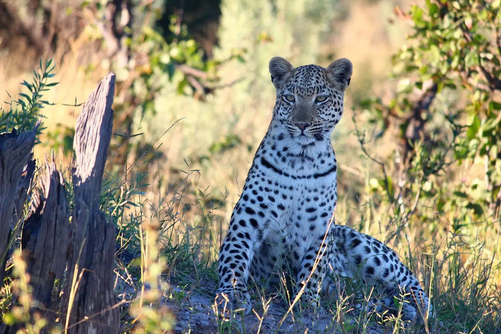 Southern Sabi Sand Game Reserve, along 13 miles of the Sabie River
