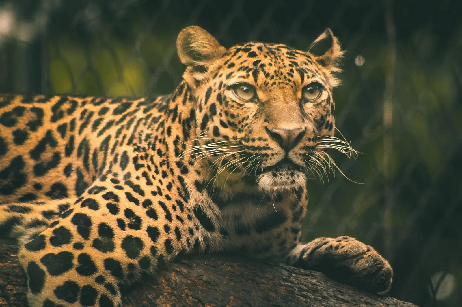 Western Sabi Sand Game Reserve