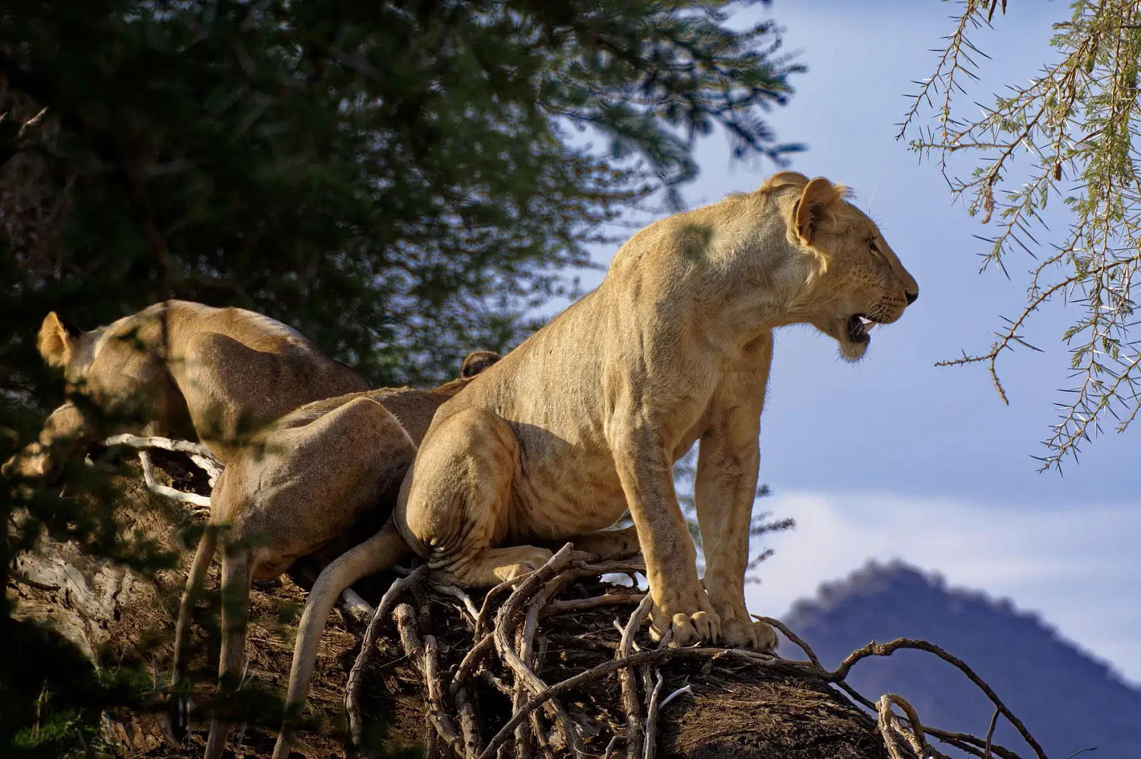 Kalama Community Conservancy, adjoining Samburu National Reserve, northern Kenya