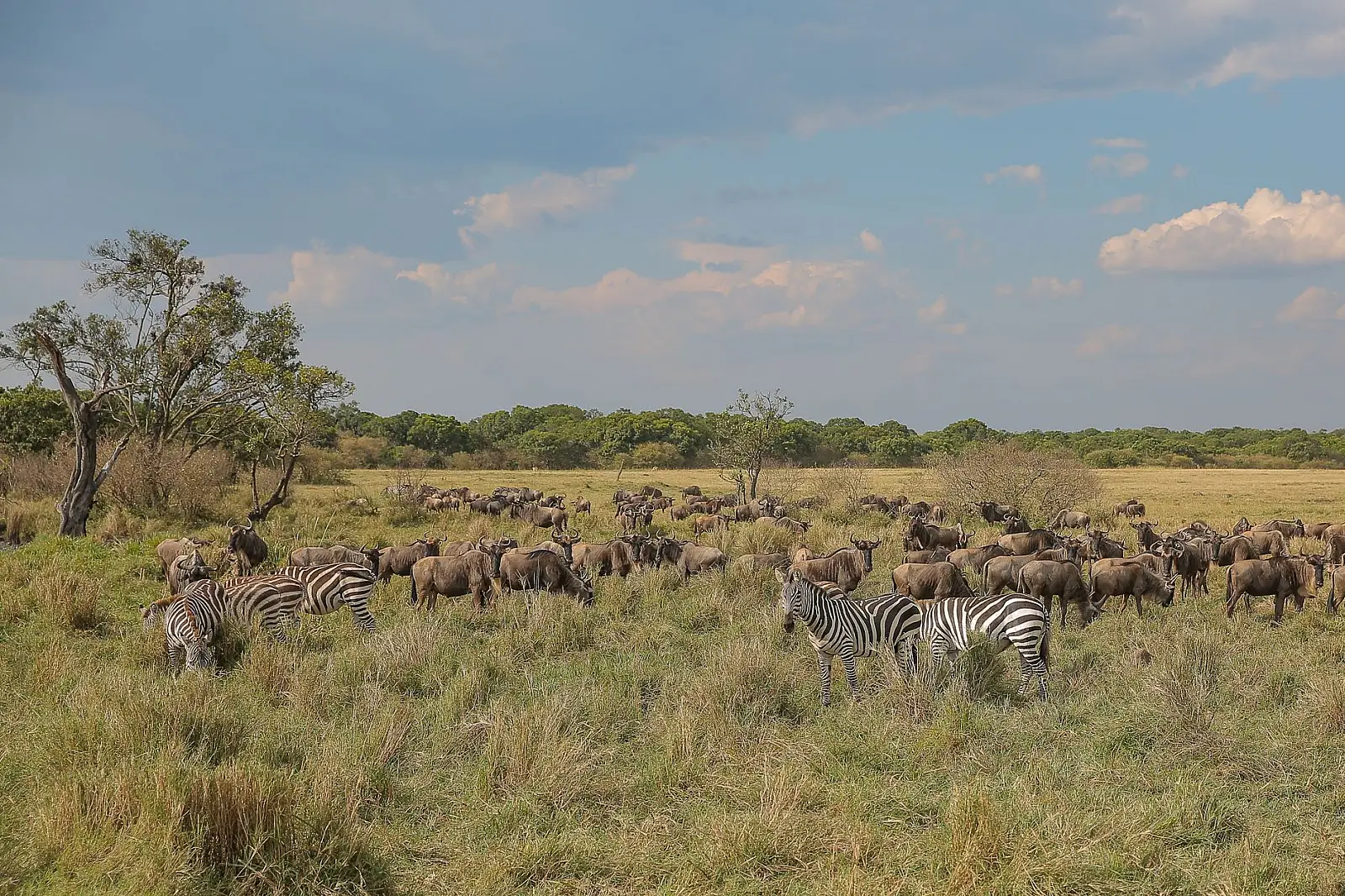 Olderkesi Conservancy, south-eastern Maasai Mara, bordering the Serengeti and Loliondo