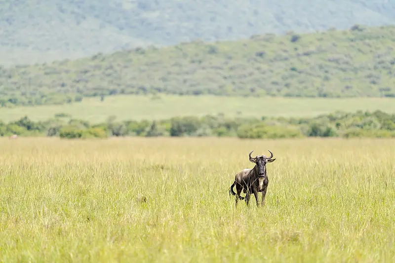 Singita Sabora Tented Camp