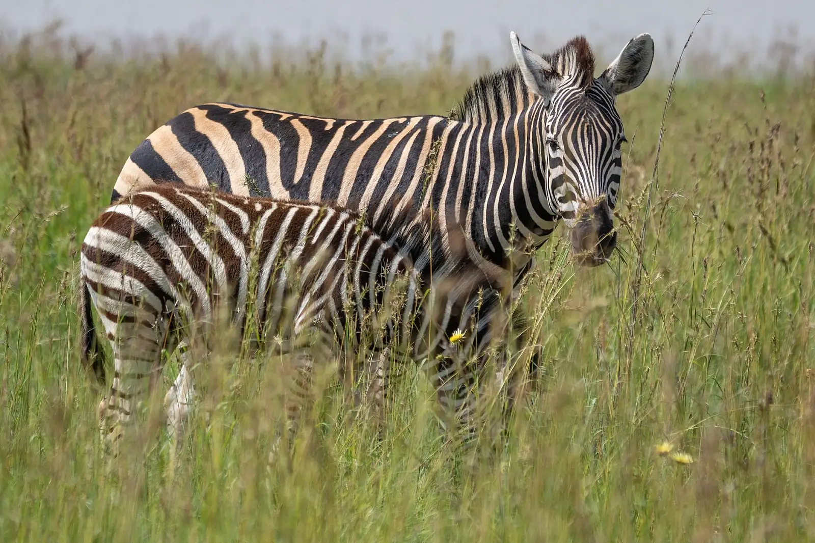 Northern Serengeti National Park, among rocky outcrops on the Grumeti River near the Lobo area