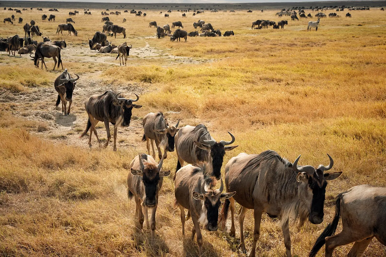 Northern Serengeti, Kogatende area near the Mara River, Serengeti National Park