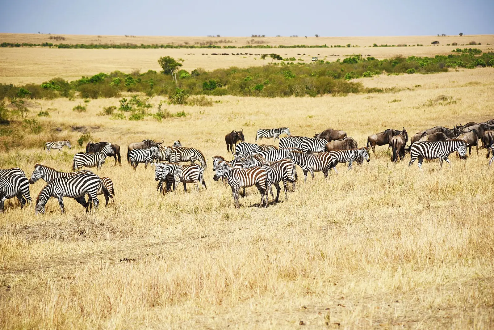 Central Serengeti, about 6 km east of Seronera airstrip, Serengeti National Park