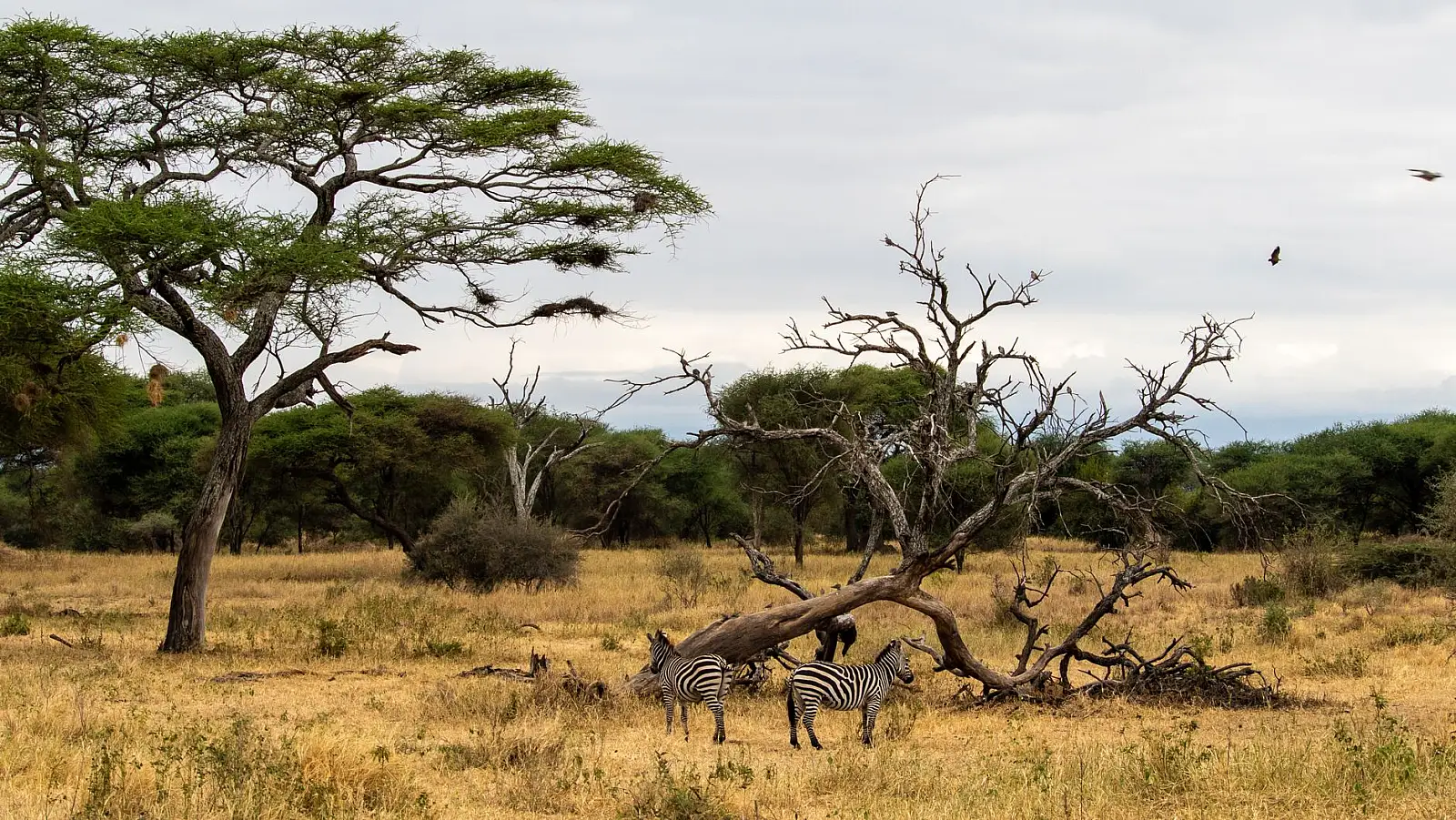 Central Serengeti, on an acacia ridge in the Seronera area, Serengeti National Park