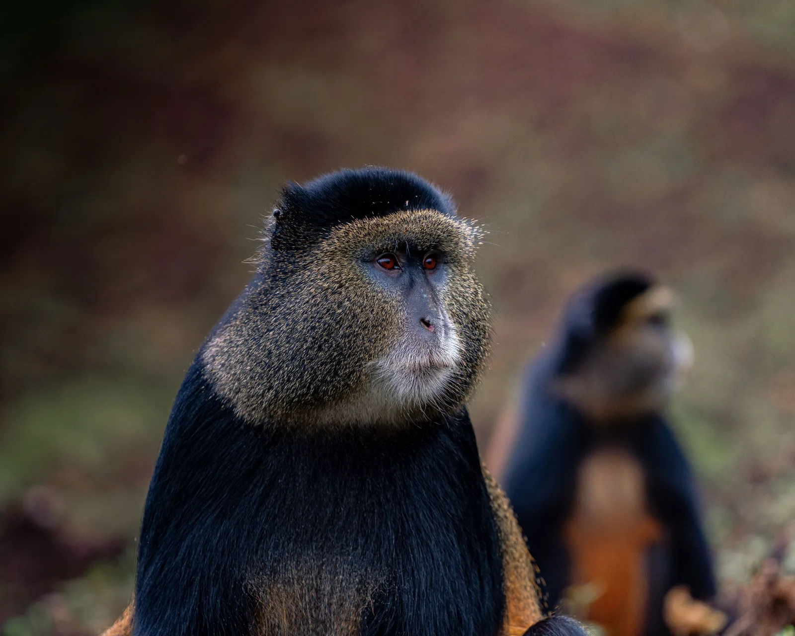 A golden monkey in its natural forest habitat.