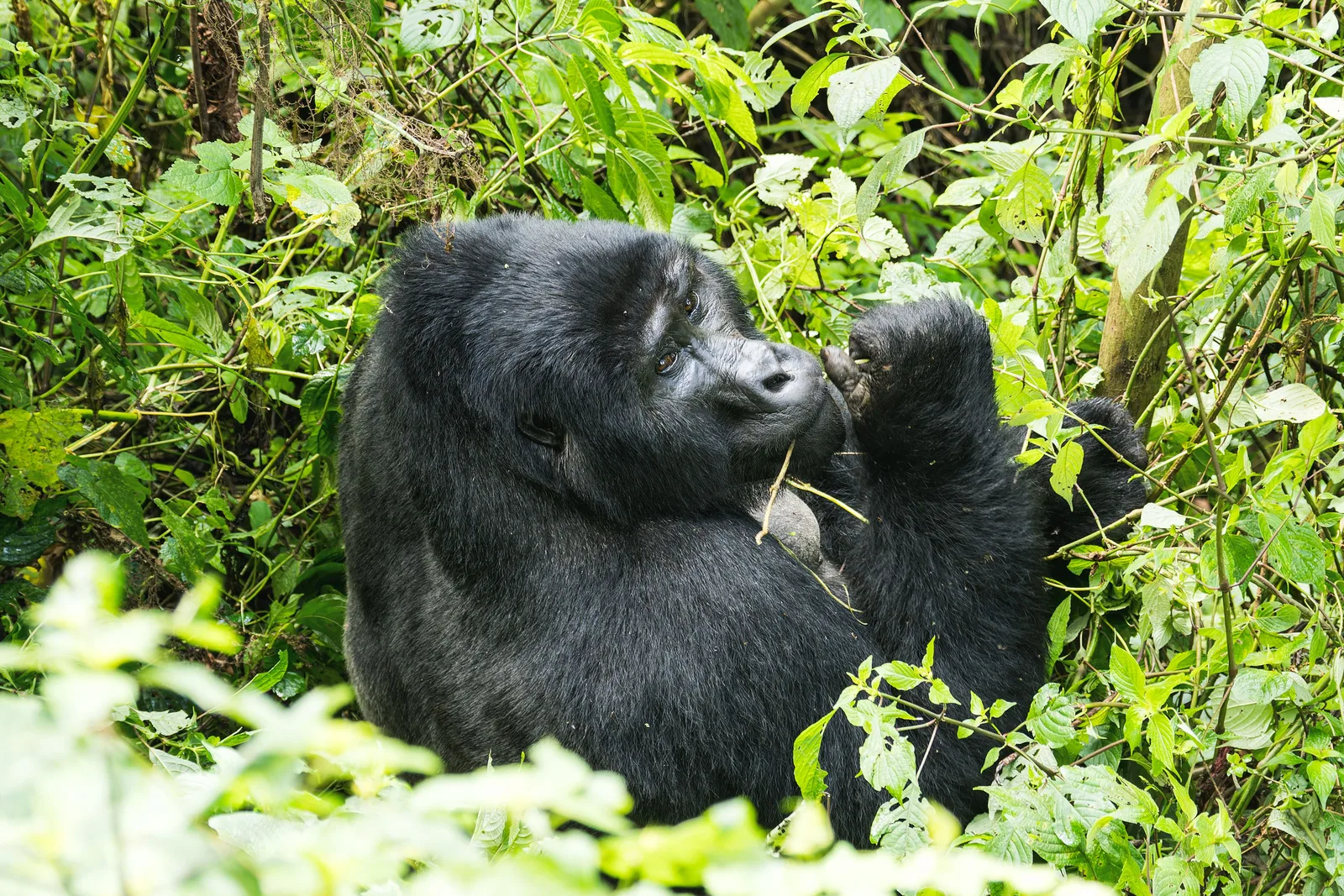Rwanda vs Uganda Gorilla Trekking: Which Should You Choose?