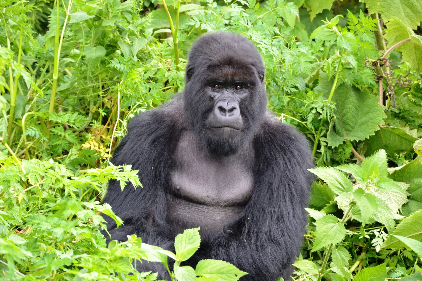 A mountain gorilla portrait amid Rwanda's forest foliage.