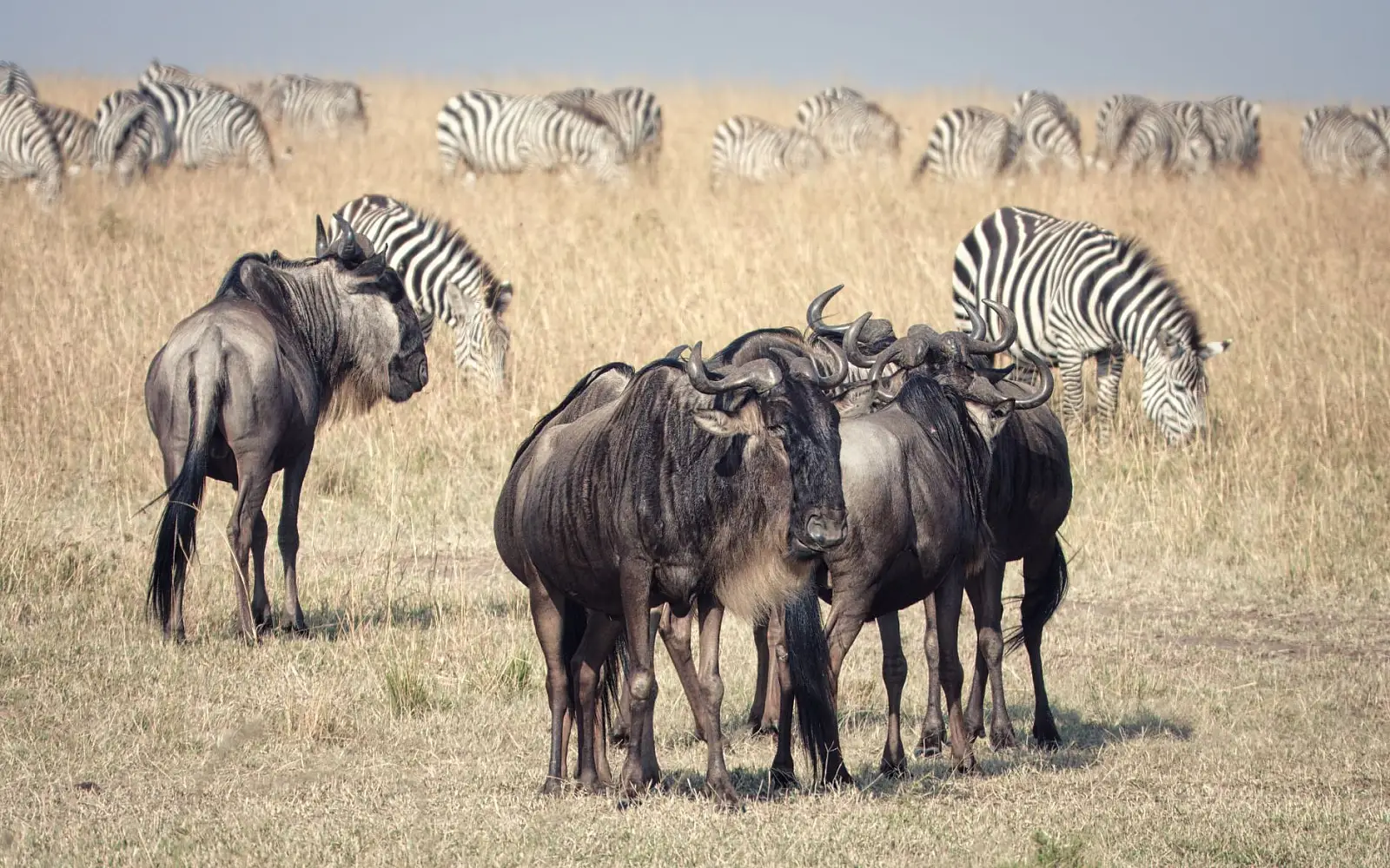 Serengeti National Park — location changes seasonally with the migration
