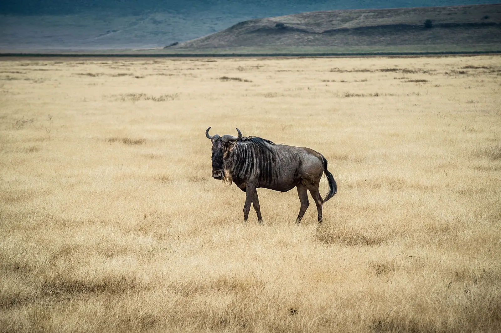 A solitary wildebeest in dry grasslands of Ngorongoro Crater, Tanzania.