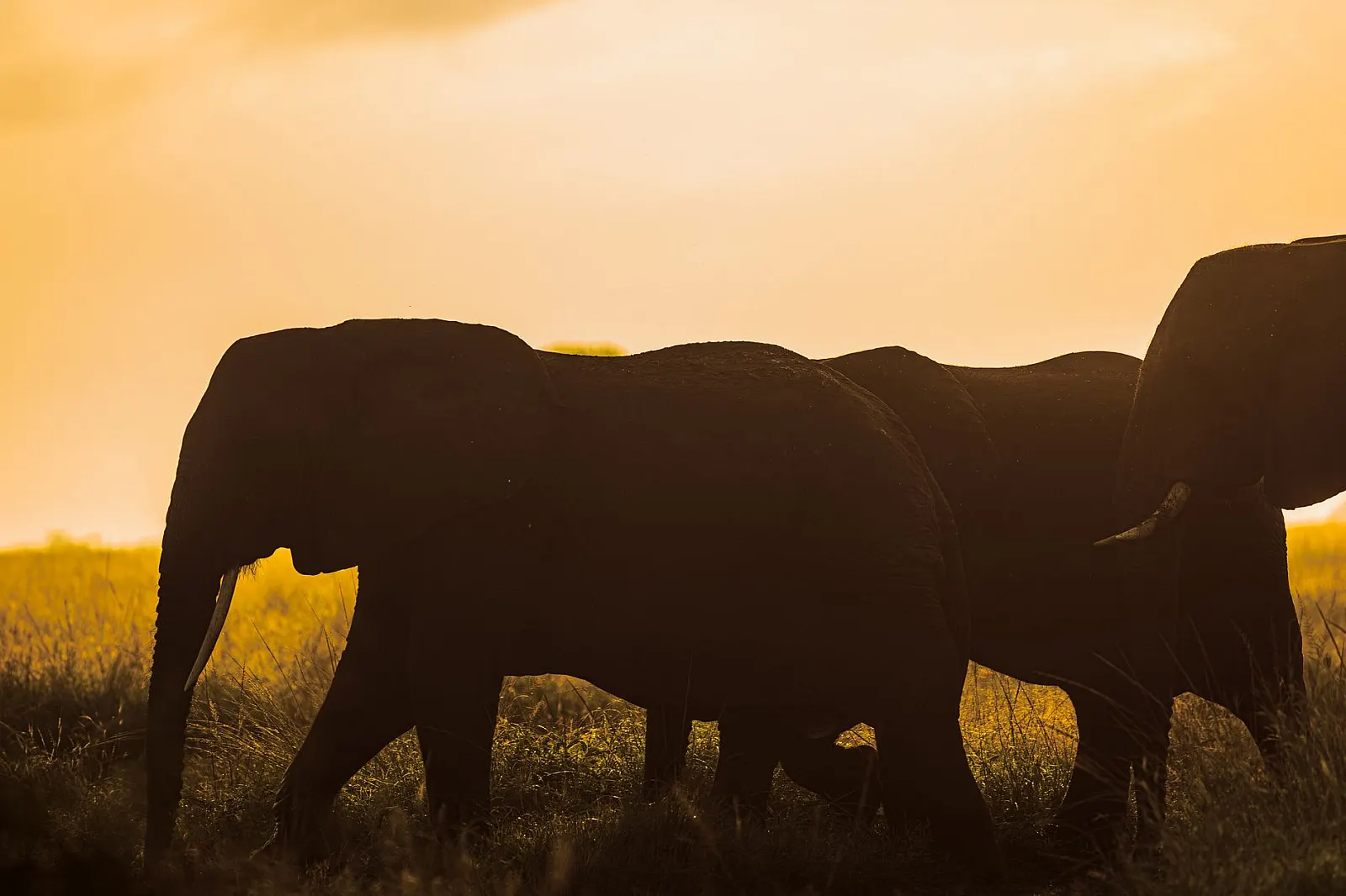 African savanna at golden hour
