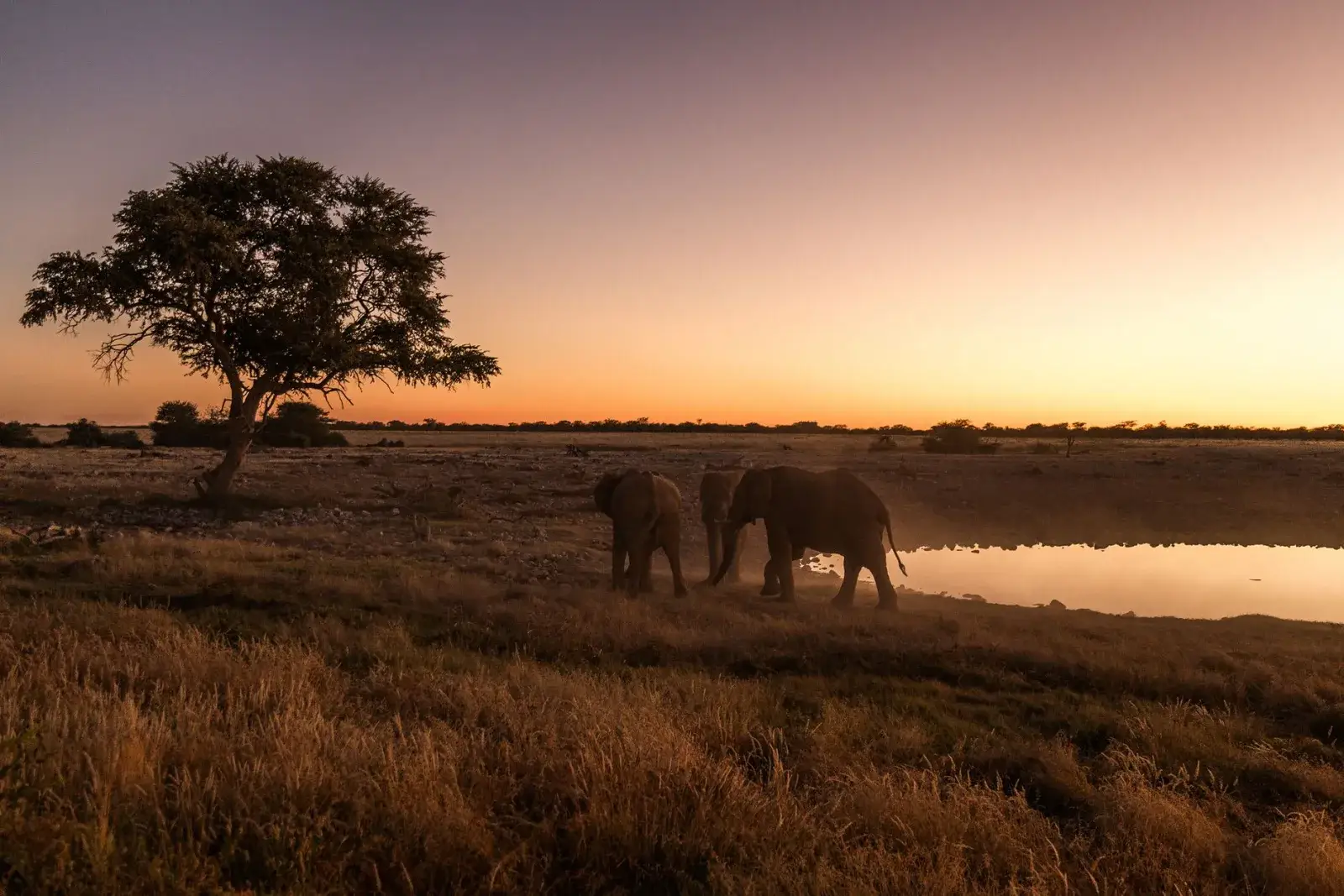 African savanna at golden hour