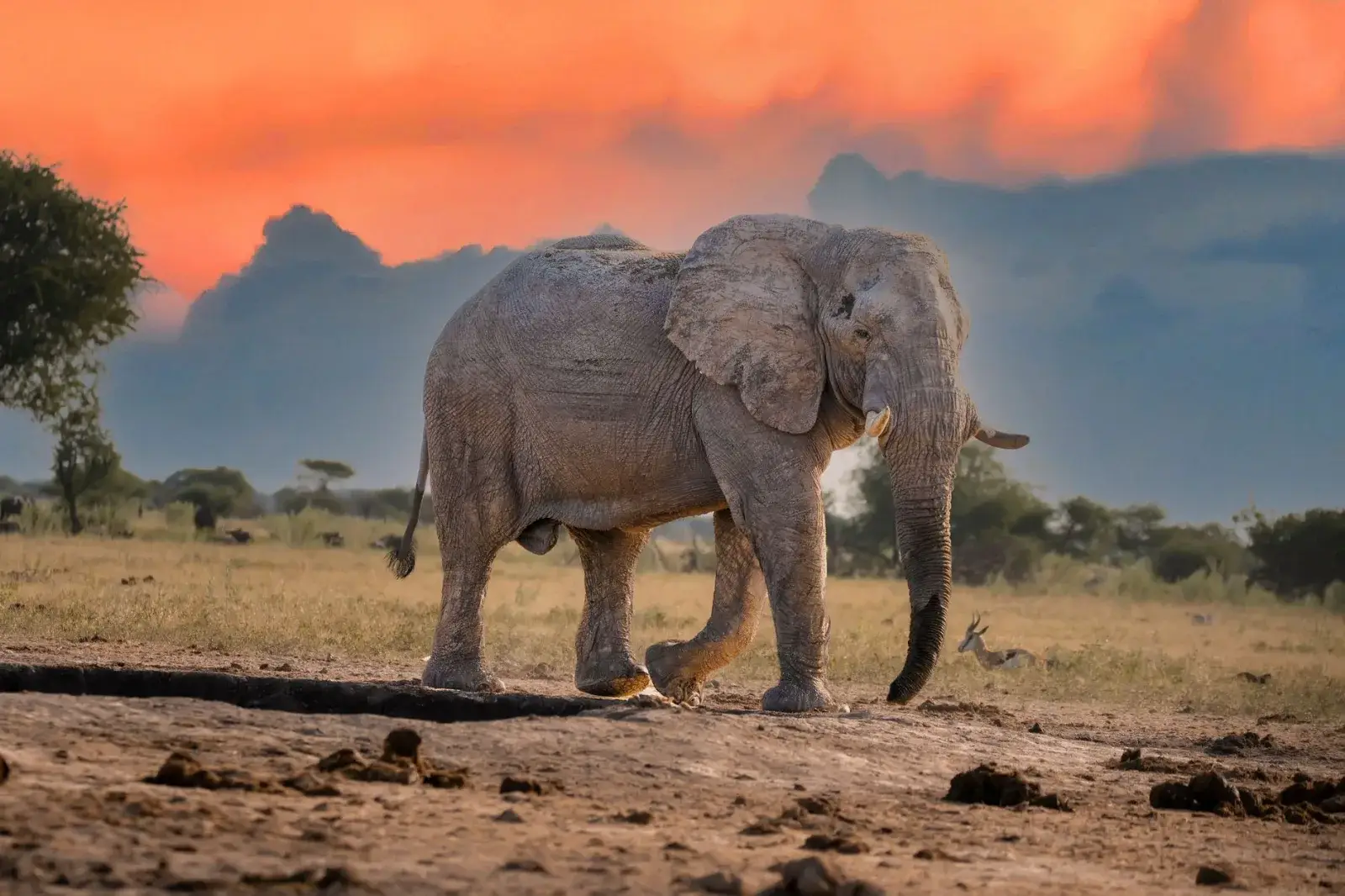 African savanna at golden hour