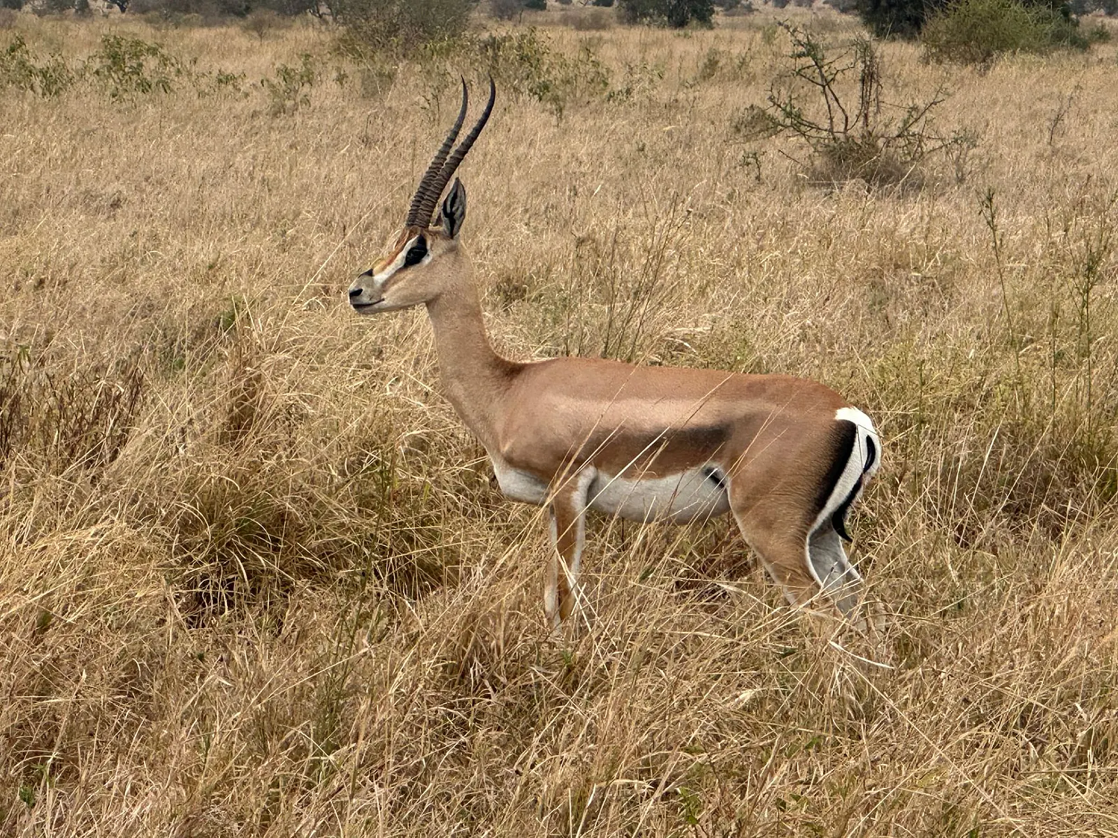 Tanzania National Park Fees 2026