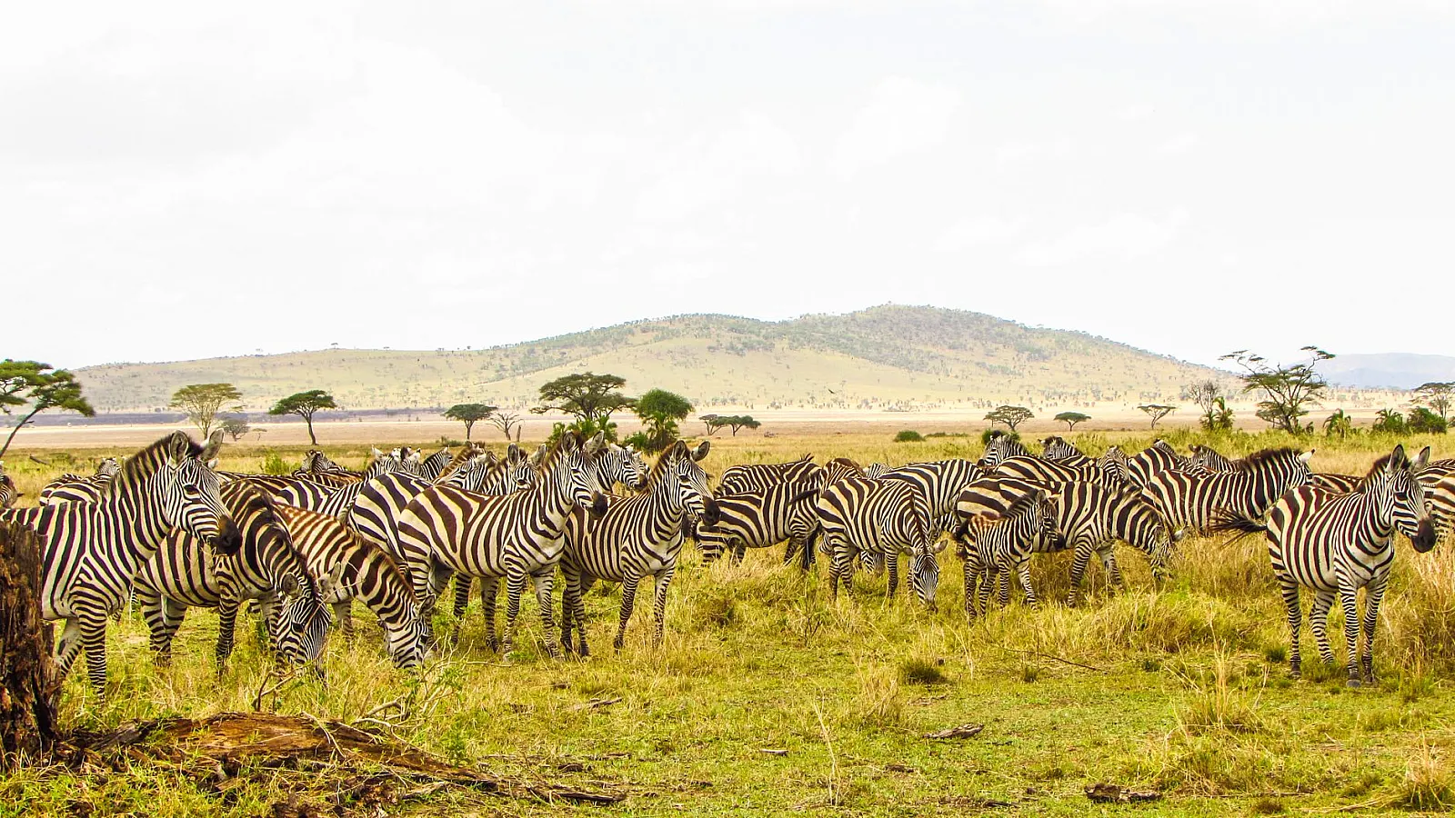 A herd of zebras grazing in the Serengeti plains of Tanzania under a bright sky.