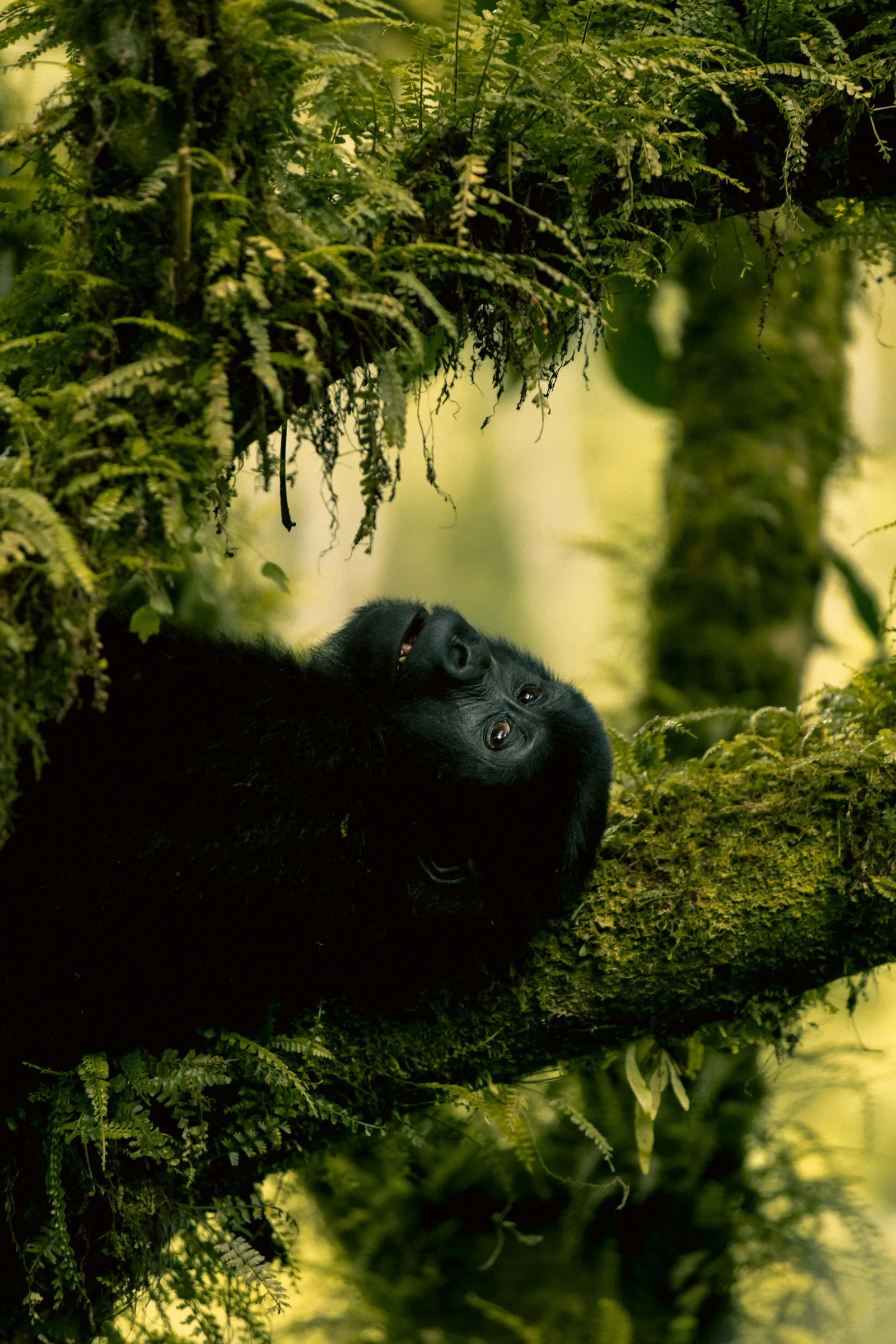Uganda Gorilla Trekking Permit Price 2026