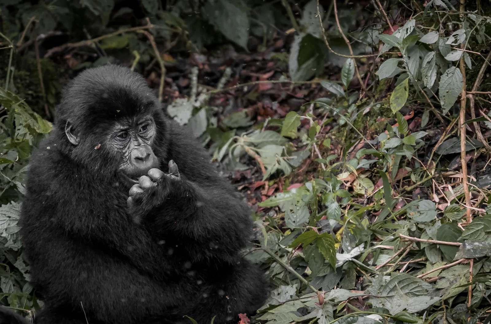 Close-up of a mountain gorilla in Uganda's rainforest.